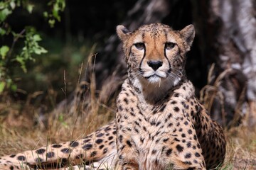 Fototapeta na wymiar Cheetah, Beekse Bergen, The Netherlands