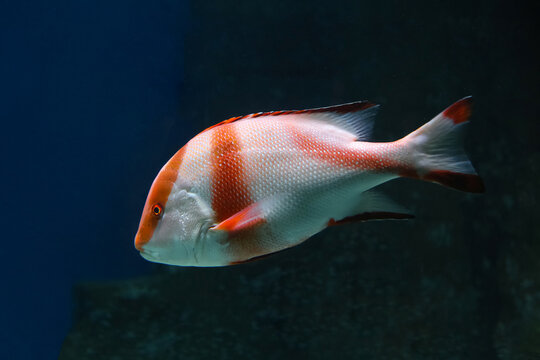 Lutjanus Sebae (Cuvier) - Emperor red snapper, Emperor Bream. Fish in the aquarium. Fish underwater.