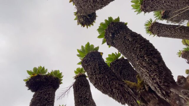 4K video of Dendrosenecio kilimanjari - high altitude Moorland zones unique plant. It is a giant groundsel found on Mount Kilimanjaro in Africa, Tanzania. Barranco Camp cca 3900m altitude.