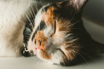 close up view of a cute cat sleeping