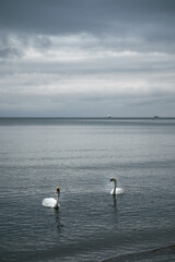 Swans on the peaceful Baltic sea during the early morning. Beautiful sunset on the seaside.