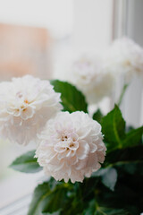 white chrysanthemum