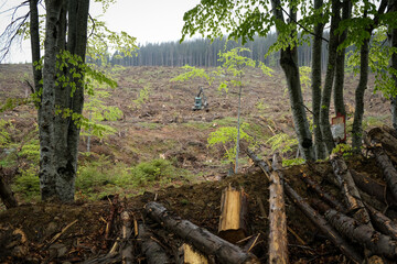 Massive deforestation in Ciucas Mountains, Romania. Situated in Europe, Ciucas mountains are part of the Carpathian mountain range.