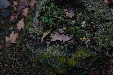 green moss on the rock