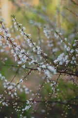 Spring Tree Blossom 