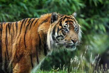 Sumatran tiger, Burgers Zoo, Netherlands