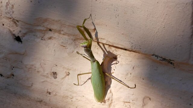 The common praying mantis close up