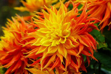 Georgina, also dahlia ( lat. Dahlia ), is a genus of perennial herbaceous plants of the Asteraceae family with tuberous roots and large brightly colored flowers