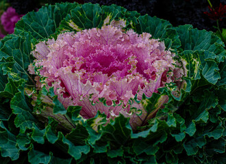 Ornamental cabbage (Brassica oleracea) in autumn garden