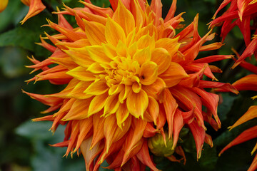 Gorgeous orange dahlia flower close-up. Dahlia is a genus of perennial herbaceous plants of the Asteraceae (Compositae) family with tuberous roots and large, brightly colored flowers