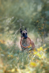 Adult belgian shepherd malinois with orange puller in the forest