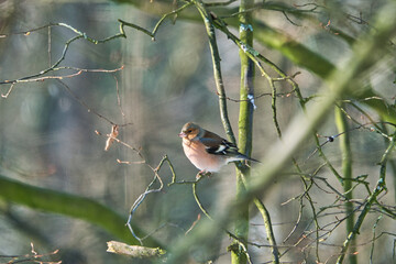 one cold chaffinch on a tree at a sunny and frosty winter day