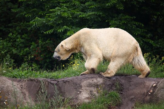 Polar Bear, Diergaarde Blijdorp, Netherlands