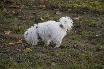 Weißer Malteser - Terrier 