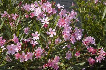 Nerium oleander à fleurs roses	