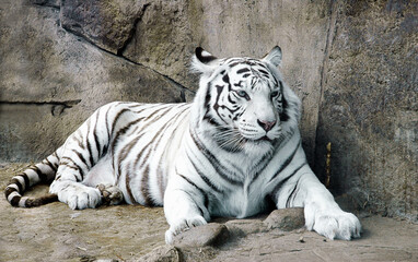 White Bengal tiger, Amur tiger albino, Bengal tiger albino. A white tiger on a rock. © Julia