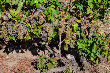 Row with large plants with many ripe organic white grapes and green leaves in vineyard in a sunny autumn day .