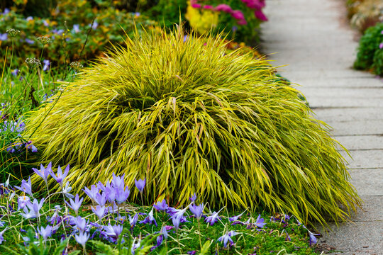 Hakonechloa macra Alboaurea in autumn garden. Beautiful decorative grass for landscape design