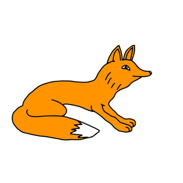 Hand drawn orange vector illustration of a beautiful adult young funny fox with a long fluffy tail isolated on a white background