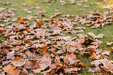 A large pile of colorful orange and brown leaves on the ground in the autumn or fall