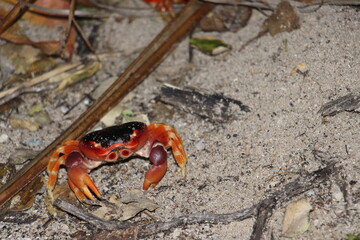 crabe dans la mangrove