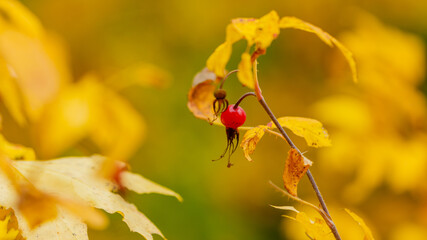 Rosehip berry on a branch in autumn season close up