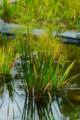 Dense stand of papyrus (binomial name: Cyperus papyrus), also known as paper reed and Nile grass