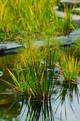 Papyrus, or Syt papyrus (Latin Cyperus papyrus) is a herbaceous perennial plant of the Sedge family. Aquatic plants for a garden pond.