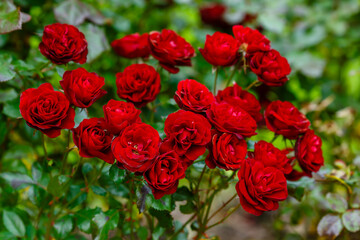 Blossom red rosa floribunda sort Lavaglut. Growing roses in the garden