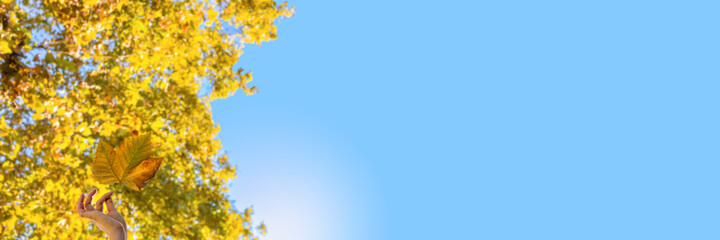 A leaf of a plane tree in his hand against the background of a yellowing tree crown and a blue sky. A banner with a gradient sky.