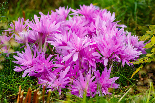 Colchicum autumnale Colchicum Waterlily in autumn garden