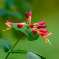 Fototapeta premium Honeysuckle, or Goat Honeysuckle , or Fragrant Honeysuckle ( lat. Lonicera caprifolium ) is a climbing shrub