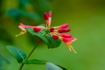 Honeysuckle, or Goat Honeysuckle , or Fragrant Honeysuckle ( lat. Lonicera caprifolium ) is a...