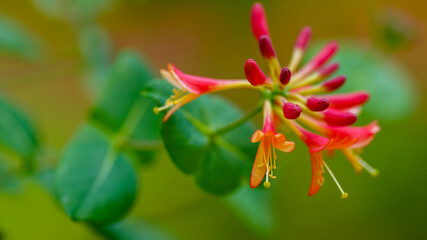 Honeysuckle, or Goat Honeysuckle , or Fragrant Honeysuckle ( lat. Lonicera caprifolium ) is a climbing shrub