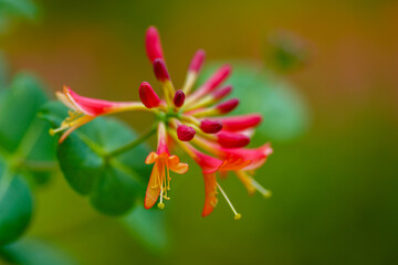 Honeysuckle, or Goat Honeysuckle , or Fragrant Honeysuckle ( lat. Lonicera caprifolium ) is a...
