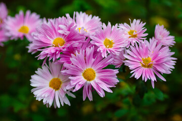 Pink flowers of Chrysanthemum Korean in autumn garden