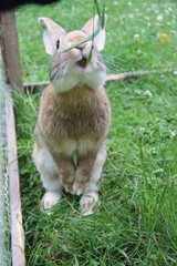 króliczek, zwierzak, króliczek, ssak, wielkanoc, izolowany, domowych, futro, zając, mechaty, biała, braun, domowych, drobny, bobasy, dzika, kłos, bystra, furry, grej, domowy, zwierzak, młoda, farma,  © Maja