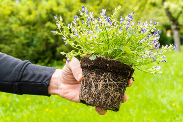 a male  hand holds an flower trunk with a clod of earth and a root system on a Blurred  background. transplanting indoor plants. place to insert text. Preparation for  repotting room plant.
