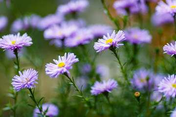 Symphyotrichum novi-belgii autumn astra in autumn garden