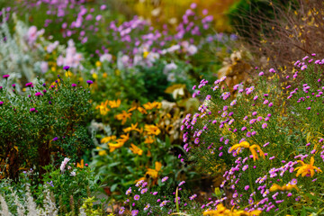 Flowers and grass in the autumn garden. Perennials in the botanical garden in autumn. Autumn herb and grass background