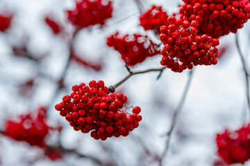 Rowan tree with bright red bunches of berries on branches in an autumn time. Autumn background. Autumn rowan berries. Mountain ash berries