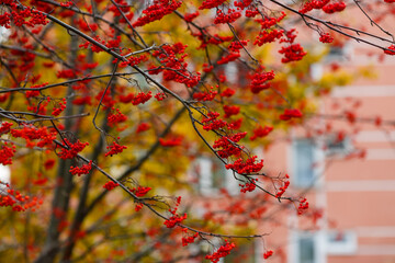 Red berries of mountain ash Sorbus in autumn time