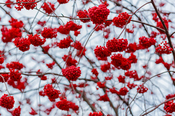 Red berries of mountain ash Sorbus in autumn time