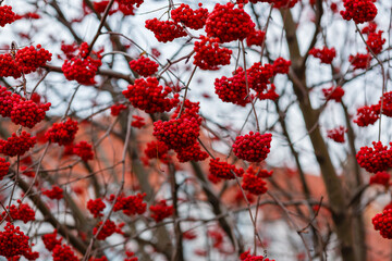 Rowan tree with bright red bunches of berries on branches in an autumn time. Autumn background. Autumn rowan berries. Mountain ash berries