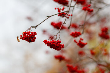 Red berries of mountain ash Sorbus in autumn time