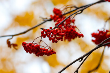 Red berries of mountain ash Sorbus in autumn time