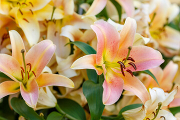 Beautiful oriental hybrids in bloom. Growing bulbous oriental lilies in the garden. Bright flower of oriental hybrids. Floral background.