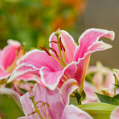 Beautiful oriental hybrids in bloom. Growing bulbous oriental lilies in the garden. Bright flower of oriental hybrids. Floral background.