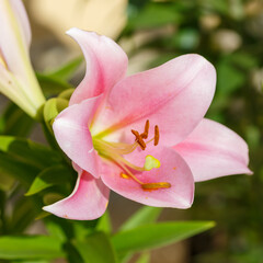 Beautiful oriental hybrids in bloom. Growing bulbous oriental lilies in the garden. Bright flower of oriental hybrids. Floral background.