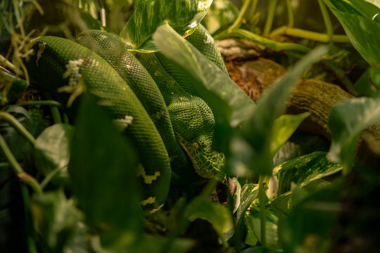 emerald boa (Corallus caninus) coiled and camouflaged in vegetation